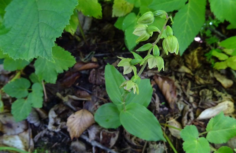 Epipactis helleborine.......da Sopramonte (TN)